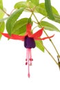 Fuschia flower Royalty Free Stock Photo