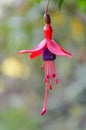 Fuschia flower Royalty Free Stock Photo