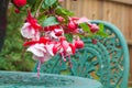 Fuchsia flowers in close up on a garden table Royalty Free Stock Photo