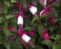 Fuschia flowers, close-up Royalty Free Stock Photo