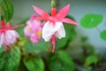 Fuschia flowers