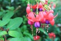 Fuschia flowers