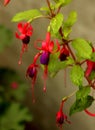 Fuschia Flowers in an Urban Garden Setting Royalty Free Stock Photo