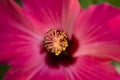 Fuschia Hibiscus Flower Close Up Royalty Free Stock Photo