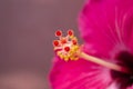 Fuschia Hibiscus Flower Close Up Royalty Free Stock Photo