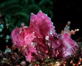 Fuschia Leaf Scorpionfish Royalty Free Stock Photo