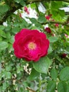 Fuschia pink Rose bloom flower Royalty Free Stock Photo