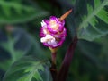 Fuschia and white costus tropical flower