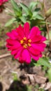 fuschia and yellow flower in the garden