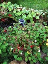 Fuschias have taken over my garden pond this year Royalty Free Stock Photo