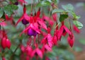 Fuschias in the rain Royalty Free Stock Photo