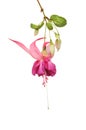 Fuscia flower