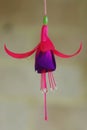 Fuscia flower