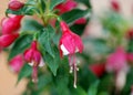 Fuscia flower