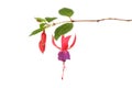 Fuscia flowers and foliage