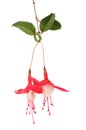 Fuscia flowers and foliage