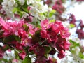 Fuscia pink and white Crabapple Flowers in garden