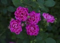 Fuscia Roses on a bush