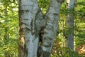 Fused beech trees Royalty Free Stock Photo