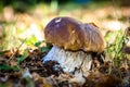 Fused porcini mushrooms in the coniferous forest