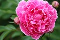 Fusha Peony close up