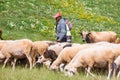 Fushe Lure, Albania - July 25, 2019. Sheep shepherd on pasture in summer, National Park Lure