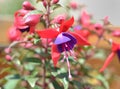 The fushia flower Royalty Free Stock Photo