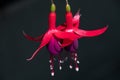 Two Hot Pink Fushia Flowers dancing on a black background Royalty Free Stock Photo