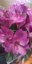 Fushia flowers Royalty Free Stock Photo
