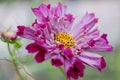 Fushia pink cosmo flower