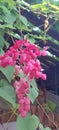 Fushia Pink Flower Cluster Blossoms on Vined Green Leaves Nature plants Foliage