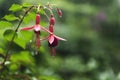 Fushsia flowers with water dew