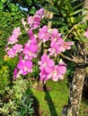 Fusia color orchid blooming and decorated with morning dew