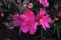 Fusia colored flowers with dark olive background