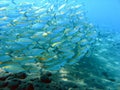 Fusilier fish swarm Royalty Free Stock Photo