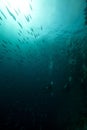 Fusiliers divers in the Red Sea. Royalty Free Stock Photo