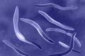 Fusobacterium, 3D illustration. An oral bacterium that causes periodontal diseases