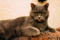 A fussy cat is hungry : It is looking and showing its tongue