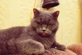 A fussy cat is hungry : It is looking and showing its tongue