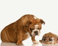Fussy dog with food Royalty Free Stock Photo