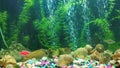 futage aquarium, colored fish