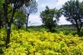 Futian Mangrove Ecological Park shenzhen china Royalty Free Stock Photo