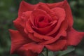 Futura Red Rose Royalty Free Stock Photo