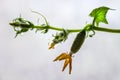 The future cucumber. Royalty Free Stock Photo