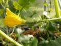 A future cucumber with a yellow flower close-up. Royalty Free Stock Photo