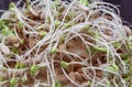 Future harvest time: background of germinated cucumber seeds, close-up Royalty Free Stock Photo