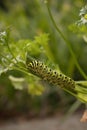 Future Swallowtail Butterfly