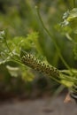 Future Swallowtail Butterfly