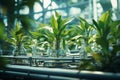 Futuristic biotechnology factory. Photobioreactor made of green plants connected by a hydroponic system