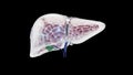Futuristic 3D liver avatar on white background with glowing gluconeogenesis parameters symbolizing advanced hepatic Royalty Free Stock Photo